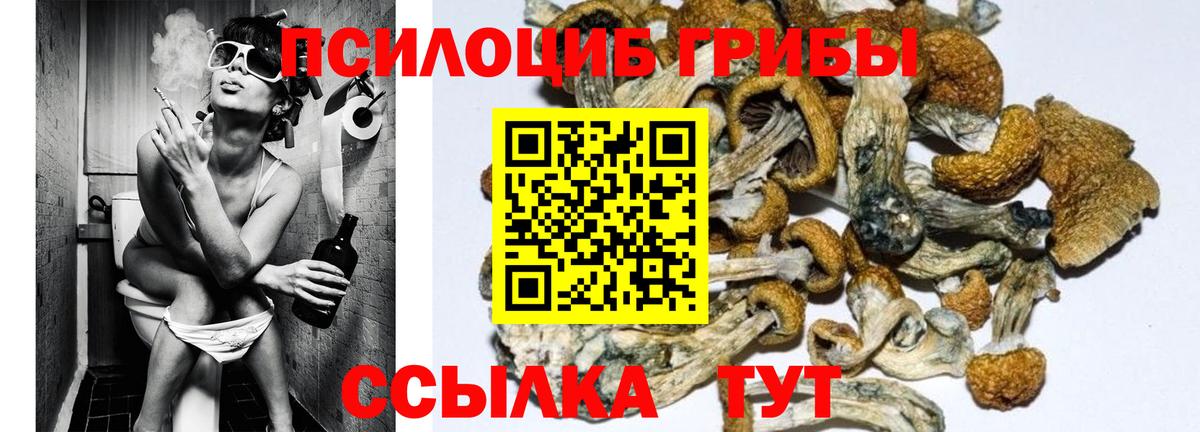 Псилоцибиновые грибы мицелий Отрадное